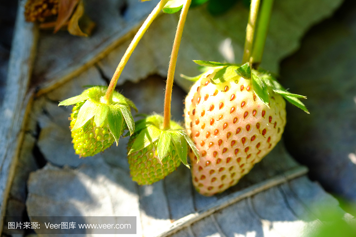 新鲜草莓种植园