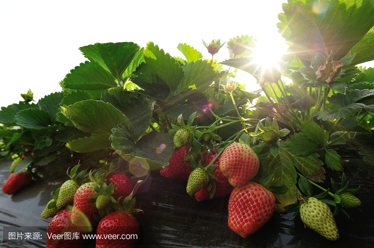 草莓在花园