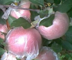 山东红富士苹果种植基地 临沂苹果价格 山东红富士苹果种植基地 临沂苹果型号规格