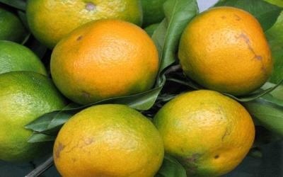 【柑橘的种植】报价_参数_图片_评测_评论_介绍_说明-产品大全-柑橘